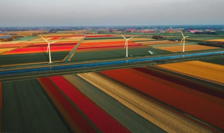 Aerial view of striped tulip fields with wind turbines