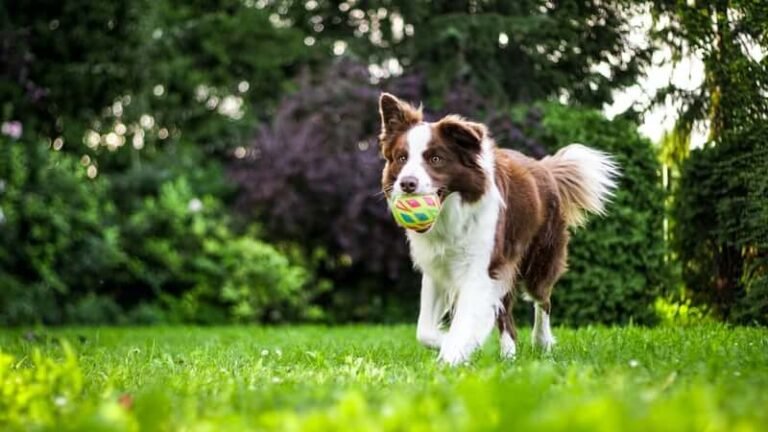 Border collie running on grass